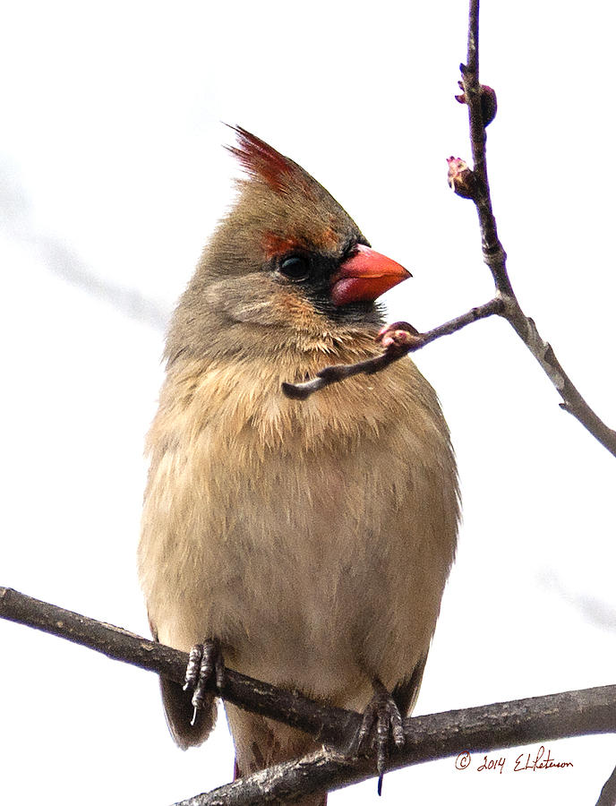 Northern Cardinal In Spring Photograph by Ed Peterson