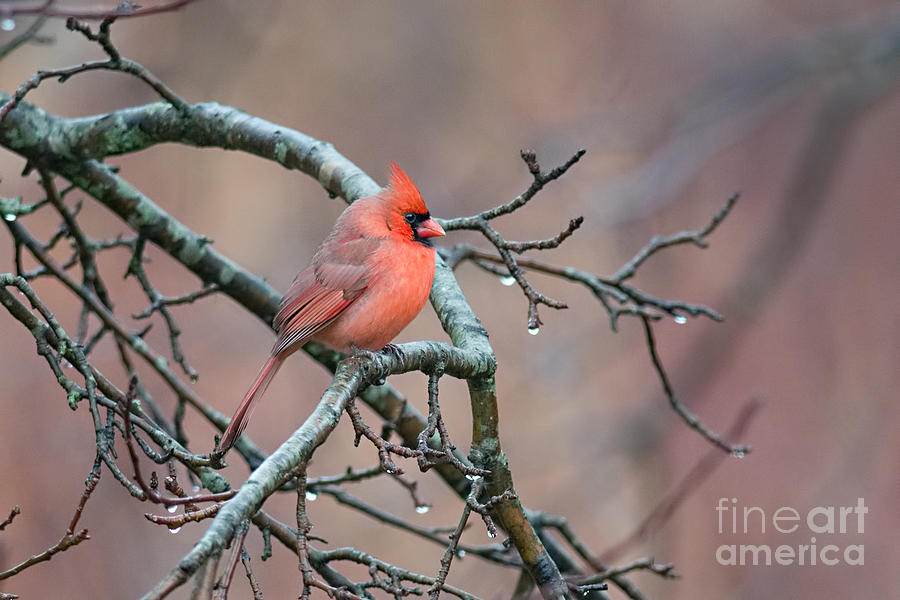 Northern Cardinal in the Rain Photograph by Jean A Chang