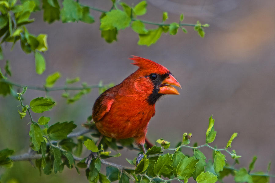 Bird Photograph - Northern Cardinal by Isaac Garza