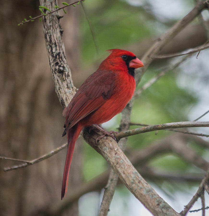 Northern Cardinal Photograph by Jane Luxton