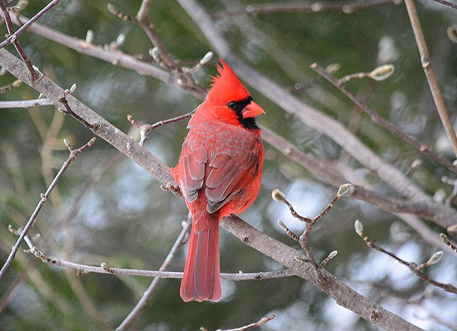 Northern Cardinal Photograph by Judy Genovese