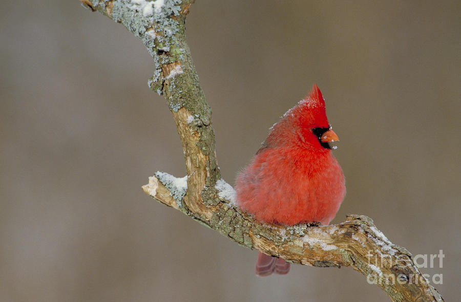 Northern Cardinal Photograph by Larry West