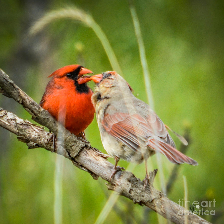 Northern Cardinal male and Female Photograph by Ronald Grogan
