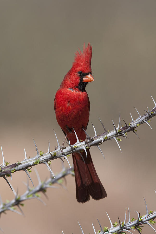 Northern Cardinal Male Arizona Photograph by Tom Vezo