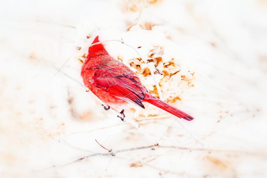 Northern Cardinal - Male -  Cardinalis cardinalis  Photograph by Carol Senske