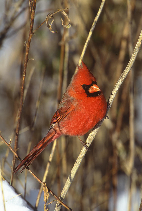 Northern Cardinal Male Long Island Photograph by Tom Vezo