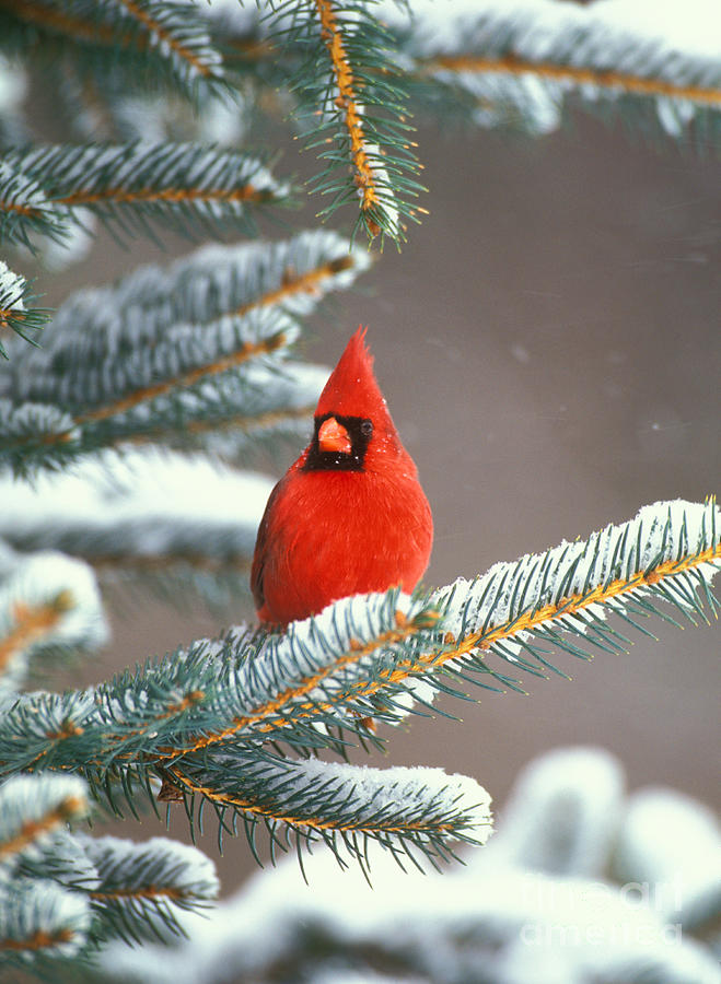 Northern Cardinal Photograph by Marie Read