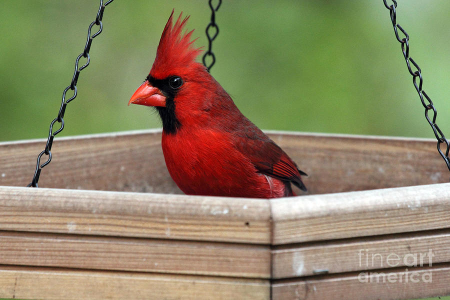 Northern Cardinal Photograph Photograph by Meg Rousher
