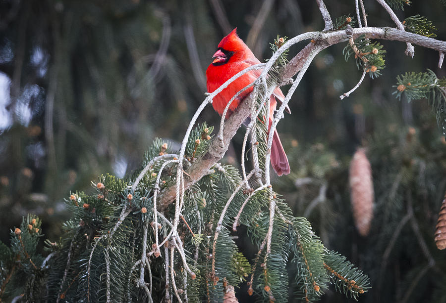 Northern Cardinal Photograph by Ricky L Jones