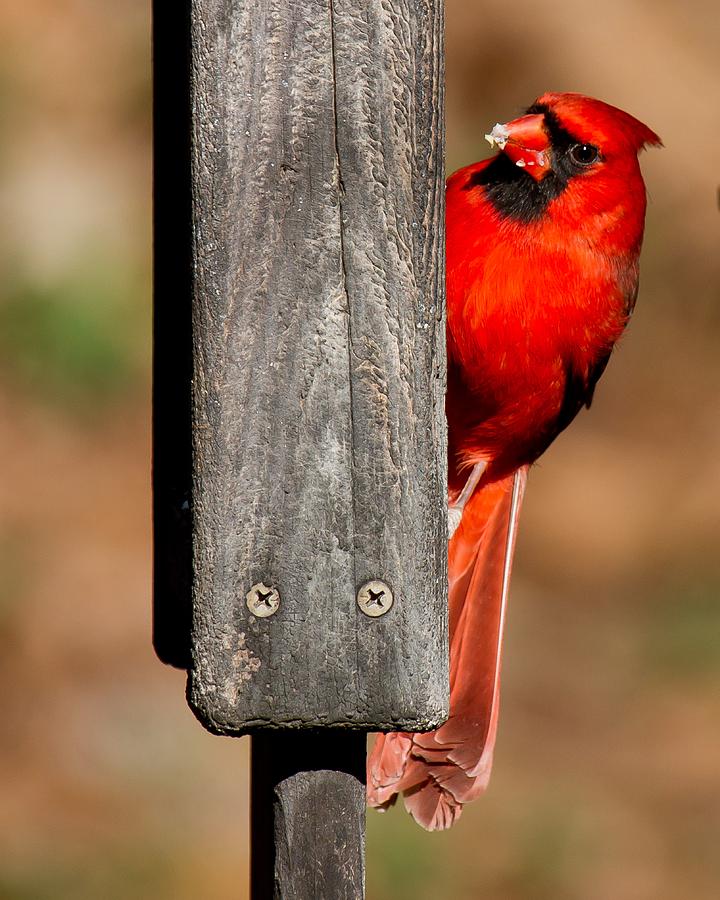 Northern Cardinal Photograph by Robert L Jackson