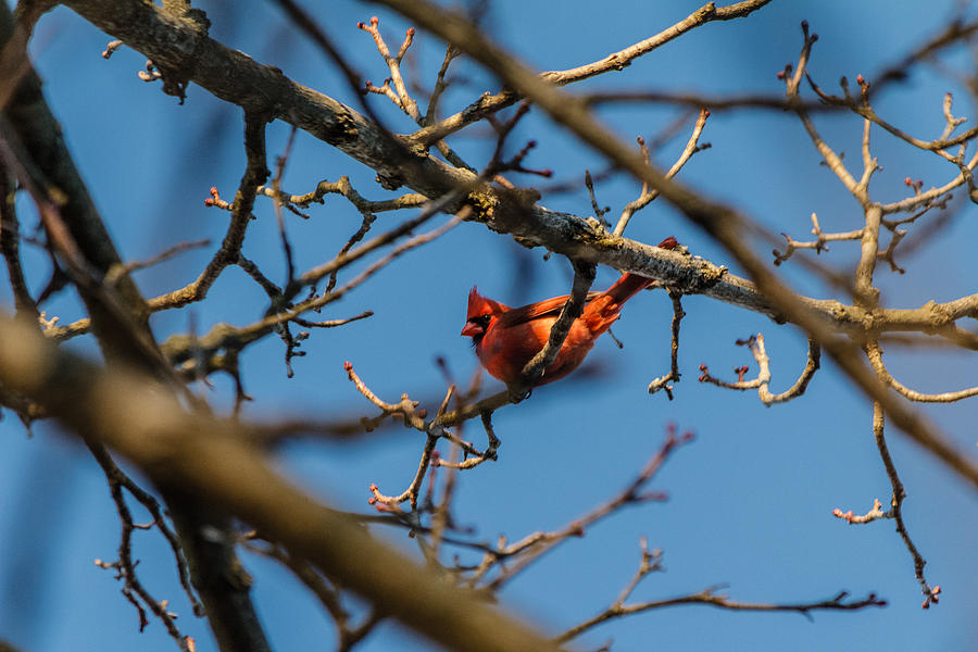 Northern Cardinal Photograph by SAURAVphoto Online Store