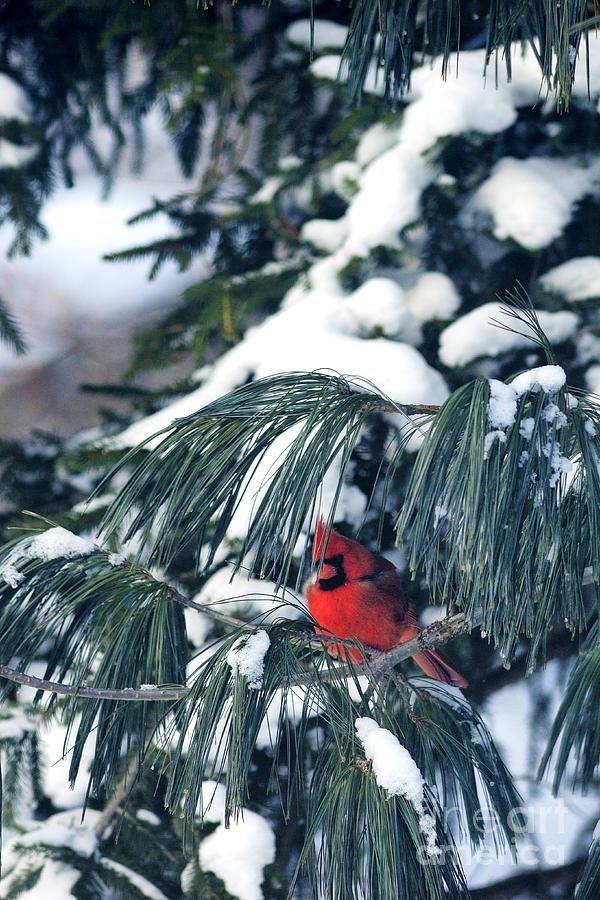 Northern Cardinal Snow Photograph by Thomas R Fletcher