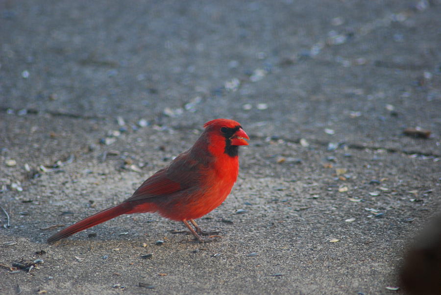 Northern Cardinal Photograph by Wanda Jesfield