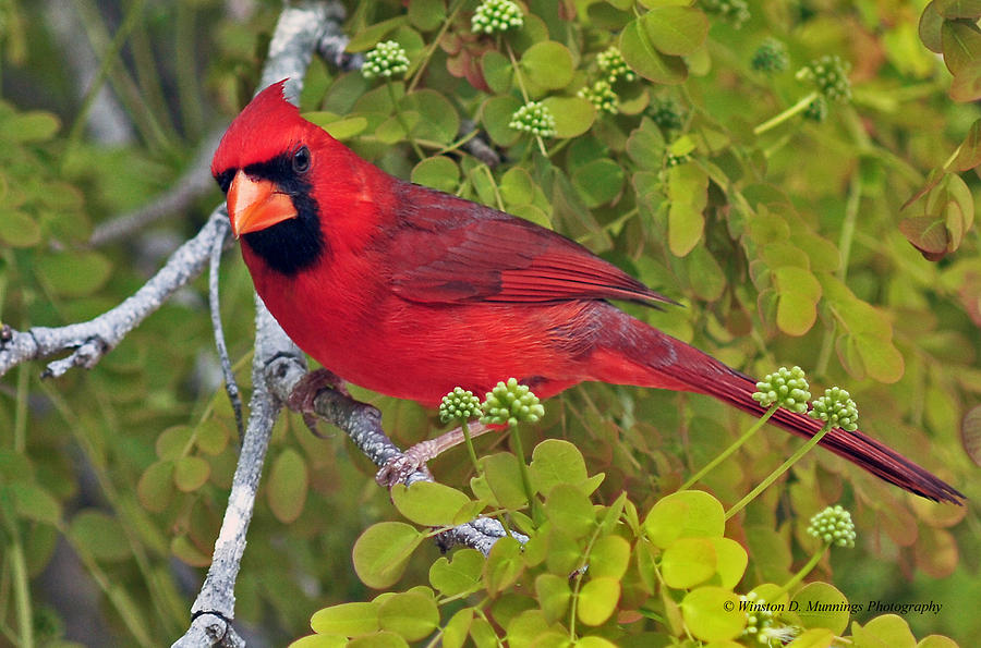 Northern Cardinal  Photograph by Winston D Munnings