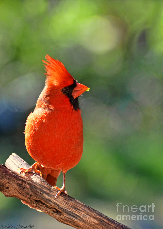 Northern Cardinal with Leaf in Beak Photograph by Debbie Portwood