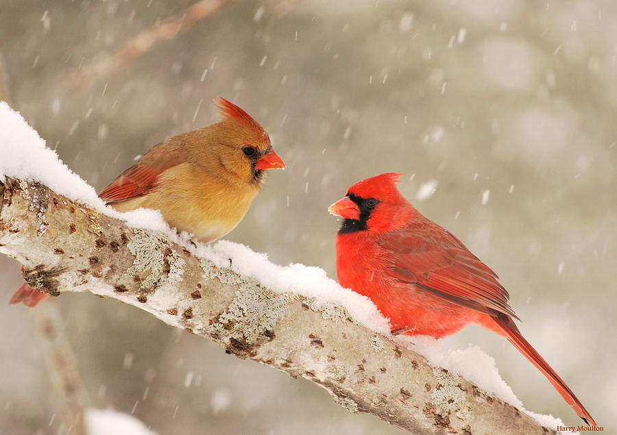 Northern Cardinals Photograph by Harry Moulton