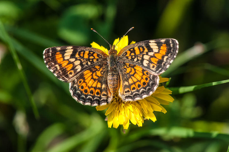 Northern Crescent Butterfly Photograph by Victor Culpepper