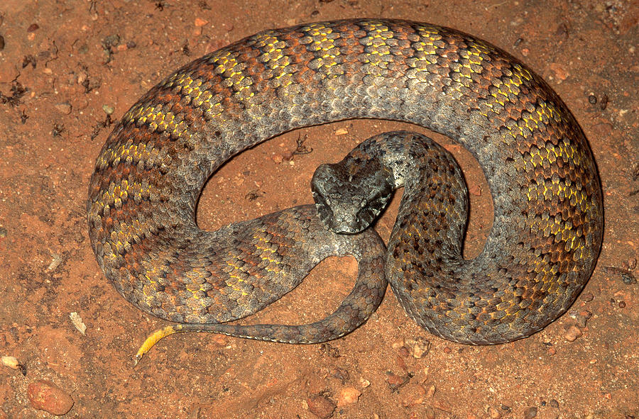 Northern Death Adder by Karl H. Switak