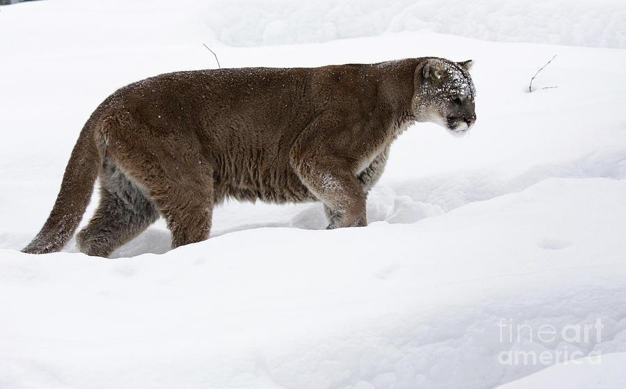 Winter Photograph - Northern Depths Cougar in the Winter Snow by Inspired Nature Photography Fine Art Photography