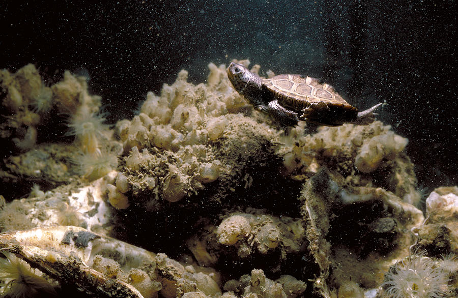 Northern Diamondback Terrapin Photograph by Robert Noonan - Pixels