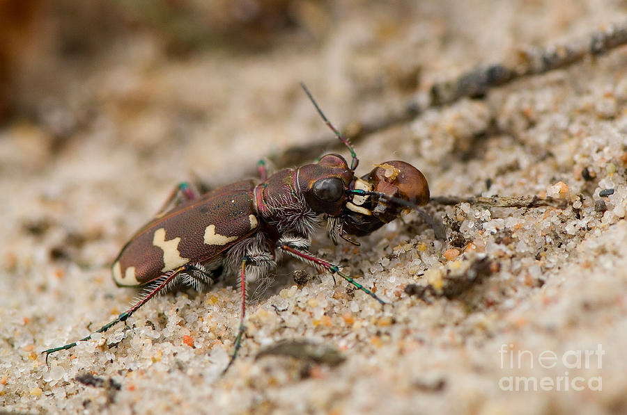 Northern Dune Tiger Beetle Photograph by Steen Drozd Lund