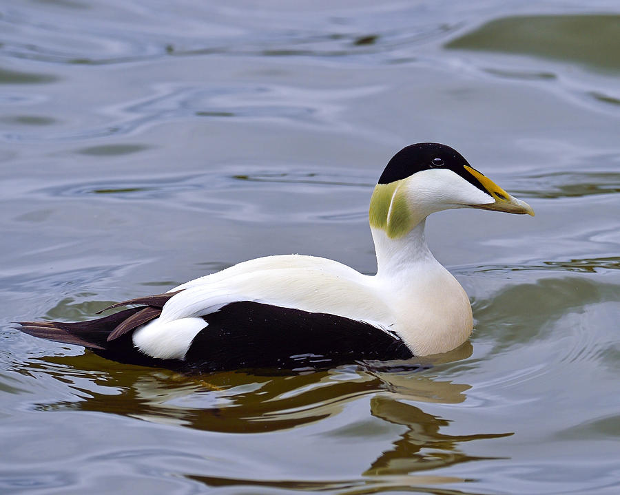 Northern Eider Photograph by Tony Beck