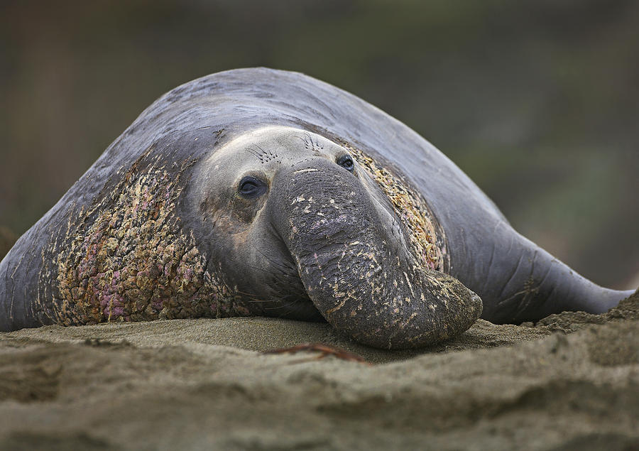 Download Northern Elephant Seal Bull California Photograph by Tim ...