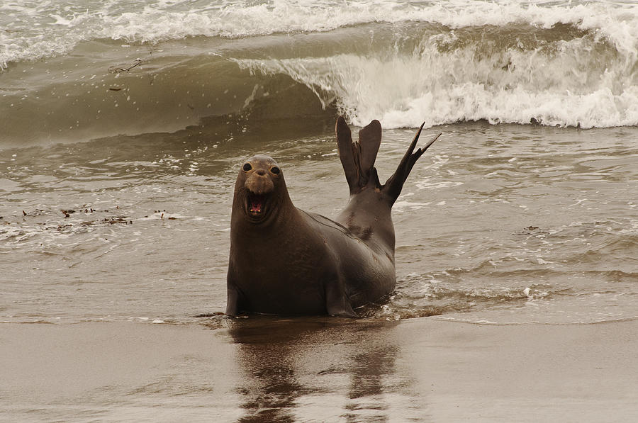 Northern Elephant Seal Photograph by Lee Kirchhevel
