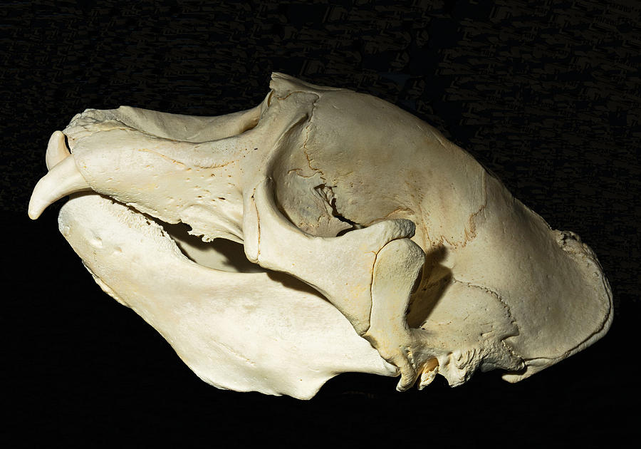 Nature Photograph - Northern Elephant Seal Skull by Millard H. Sharp
