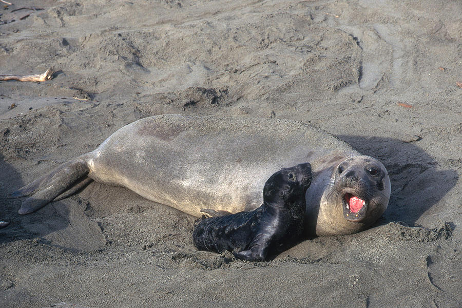 northern elephant seal pup