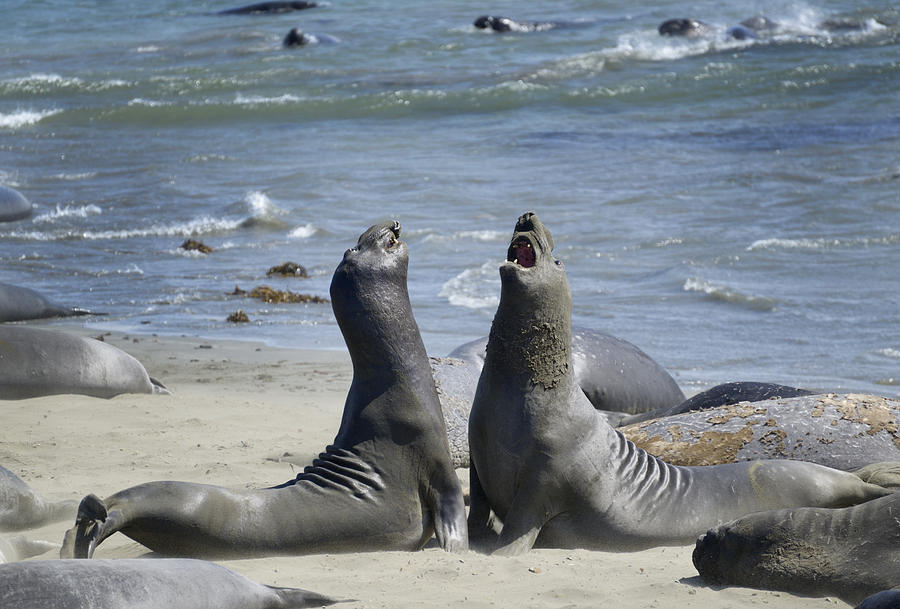 Northern Elephant Seals Photograph by Martin Shields - Fine Art America