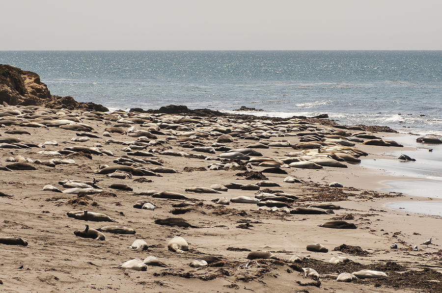 Northern Elephant Seals on the Beach Photograph by Lee Kirchhevel