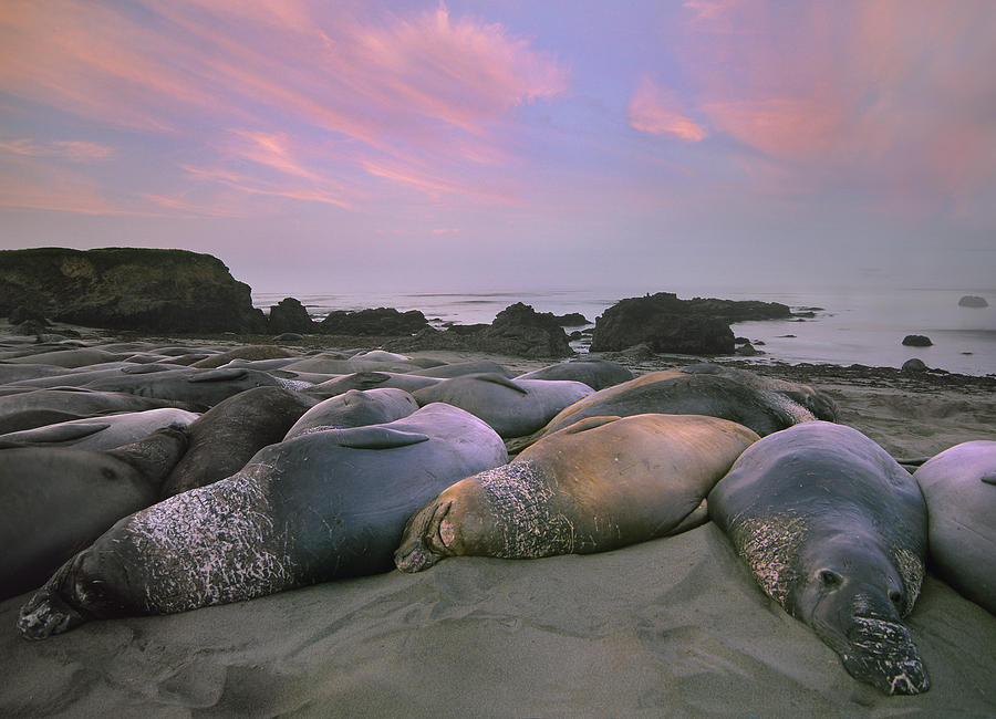 Northern Elephant Seals Point Piedra Photograph by Tim Fitzharris