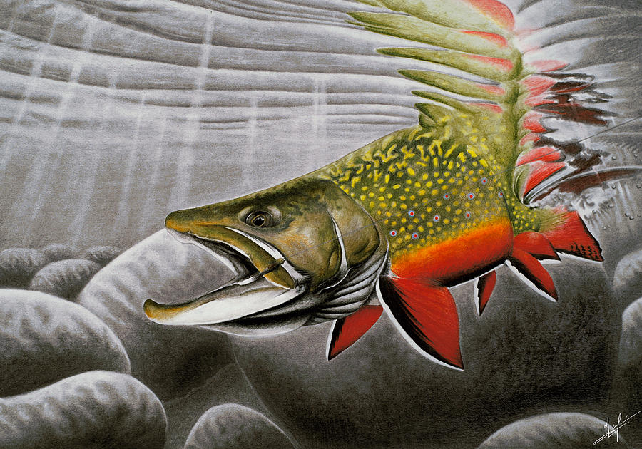 Trout Drawing - Northern Exposure by Nick Laferriere