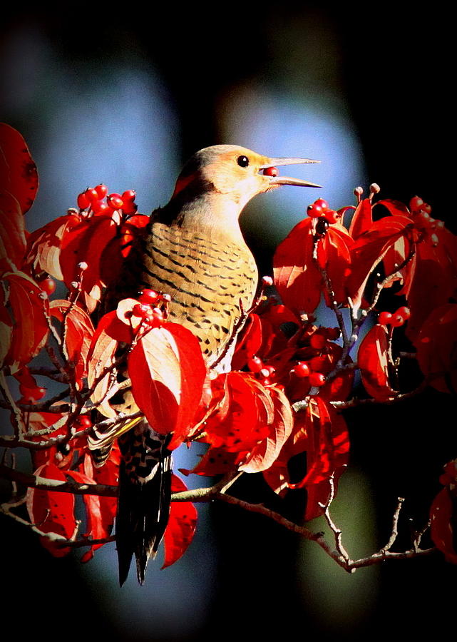 Northern Flicker - 2482-006 Woodpecker Photograph by Travis Truelove