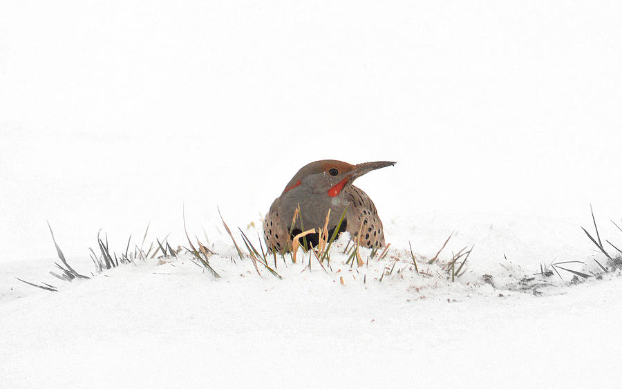 Northern Flicker Photograph by Al Swasey