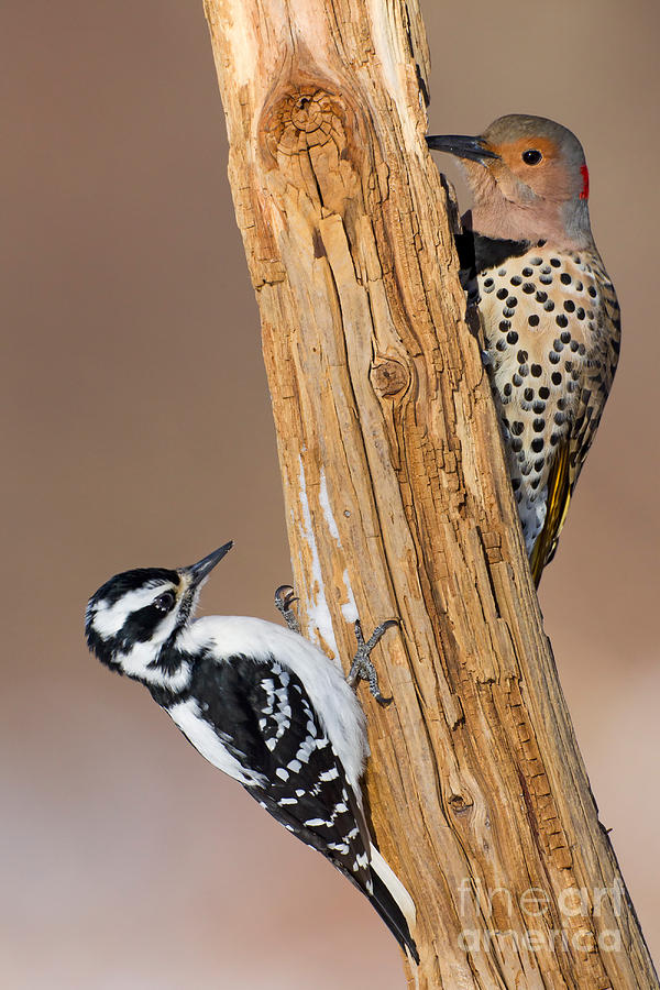 Northern Flicker and Hairy Woodpecker Photograph by Jim Zipp
