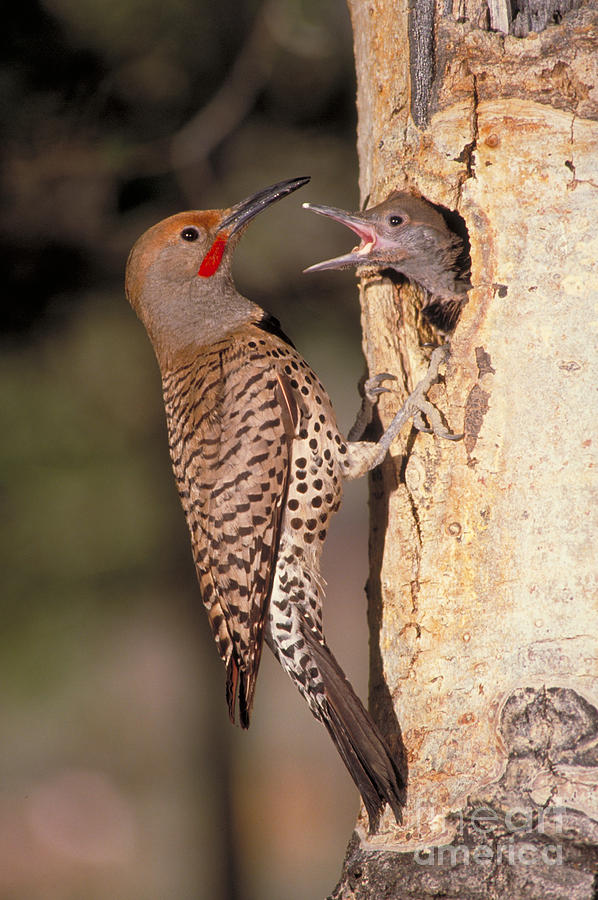 Northern Flicker At Nest Photograph by Richard R Hansen - Pixels