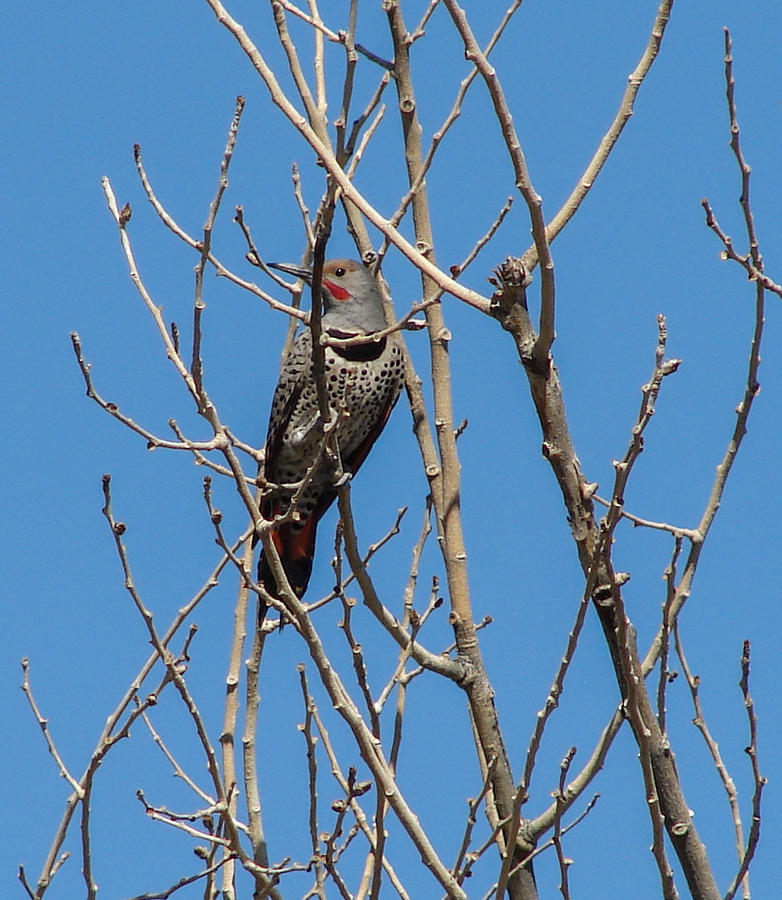 Northern Flicker Photograph by Carl Moore
