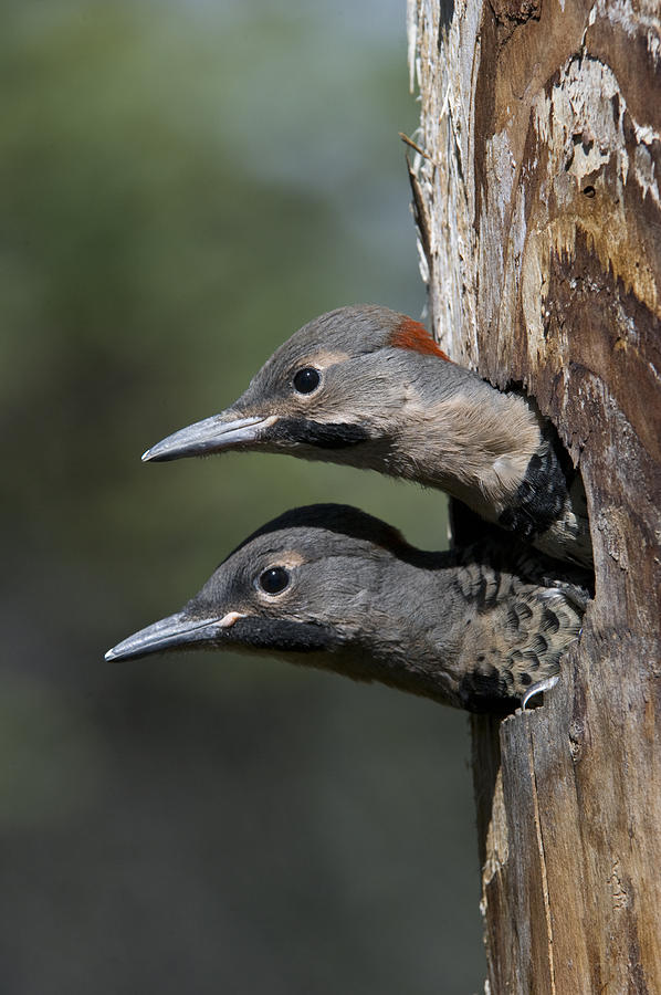 Northern Flicker Chicks In Nest Cavity Photograph by Michael Quinton