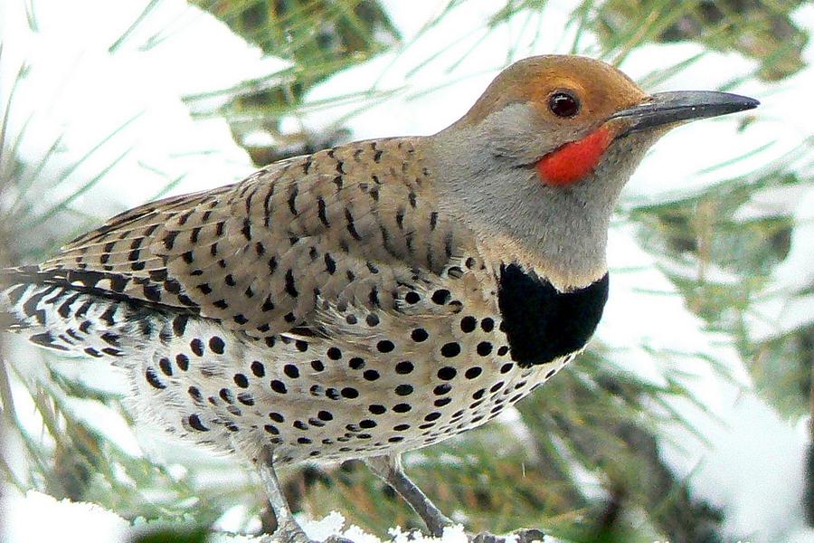 Northern Flicker Close-up Photograph by Marilyn Burton