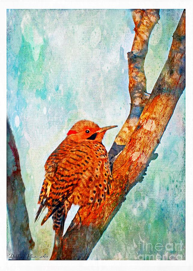 Northern Flicker in evening sun - Digital Paint II Photograph by Debbie Portwood