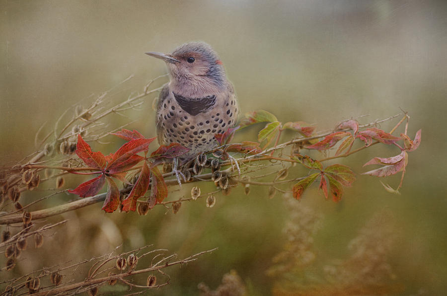 Bird Photograph - Northern Flicker In Fall Colors by Sue Capuano