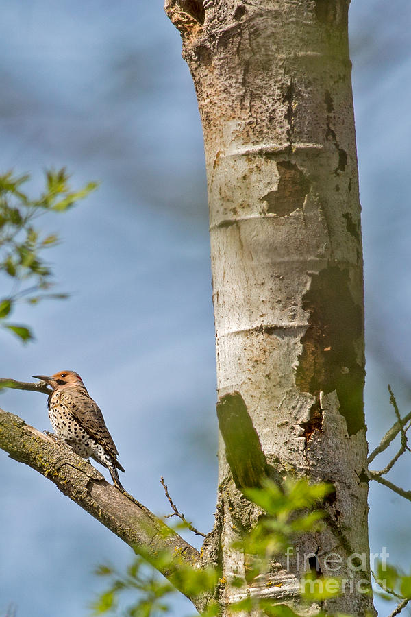 Woodpecker Photograph - Northern Flicker in Madison Wisconsin by Natural Focal Point Photography