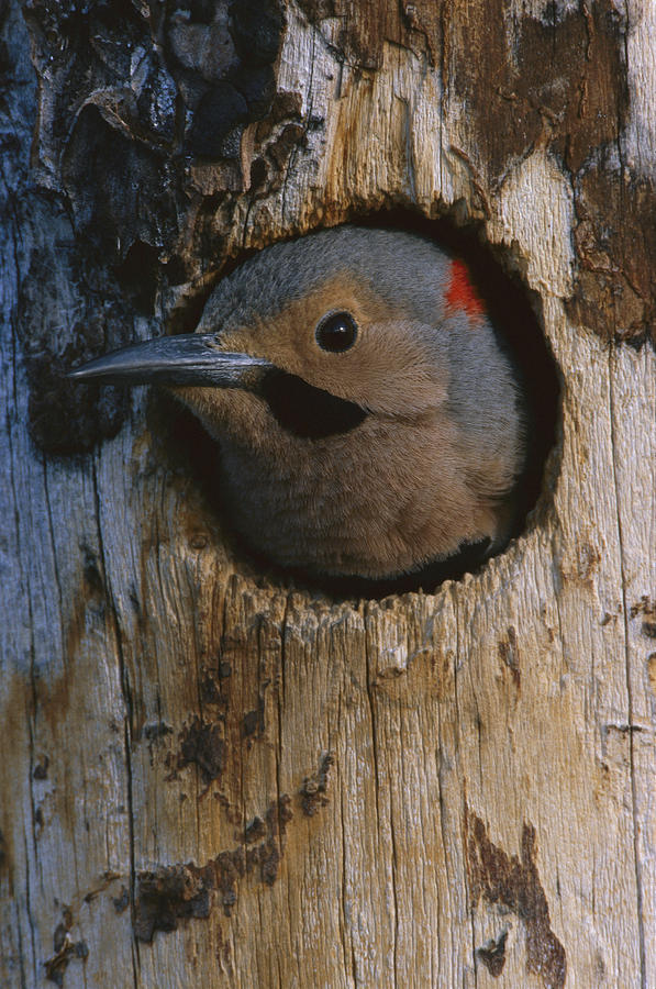 Northern Flicker In Nest Cavity Alaska Photograph by Michael Quinton