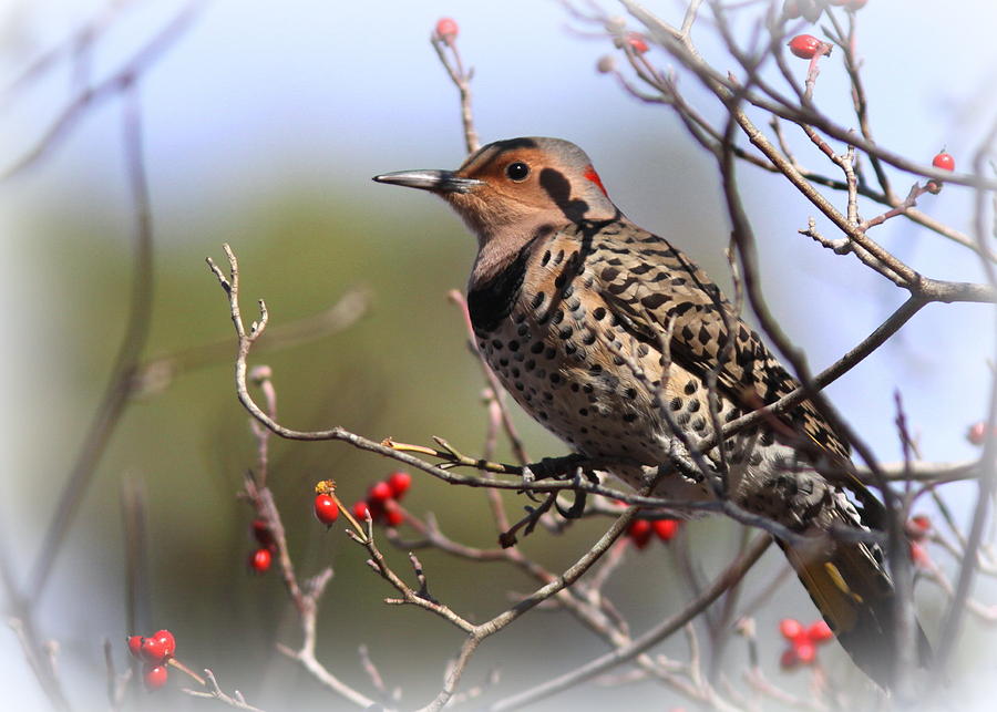Northern Flicker in the Fall Photograph by Travis Truelove