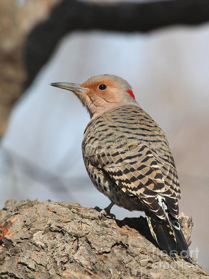 Northern Flicker Photograph by Jack R Brock