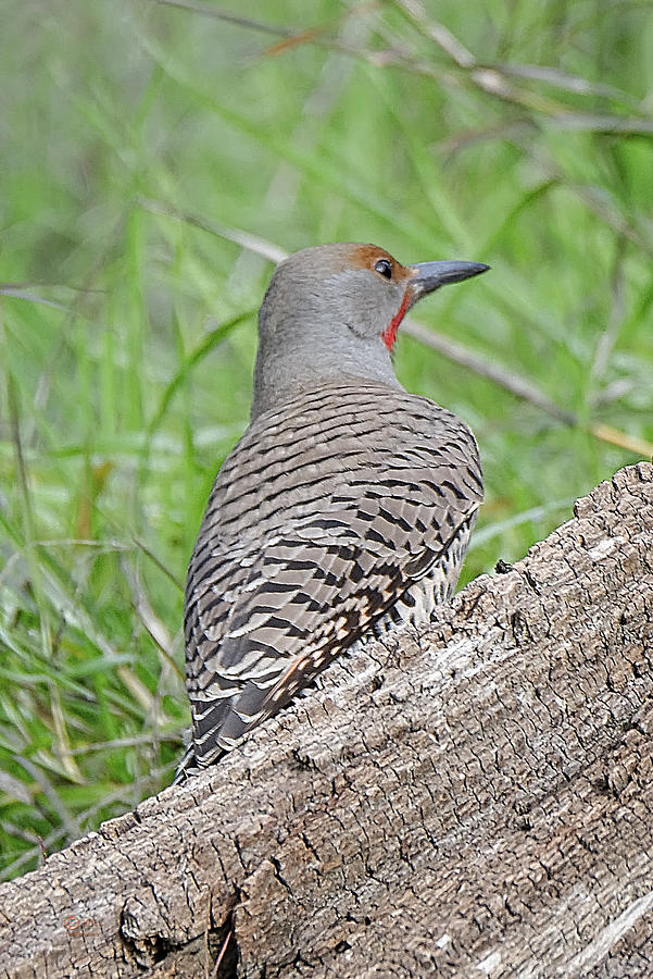 Northern Flicker Photograph by Jim Thompson