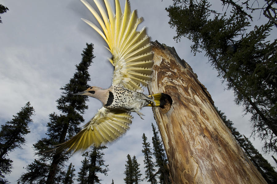 Northern Flicker Leaving Nest Cavity Photograph by Michael Quinton