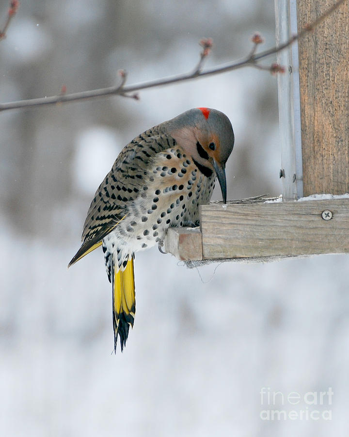 Northern Flicker Photograph by Lila Fisher-Wenzel